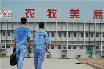 深圳农牧美益生猪